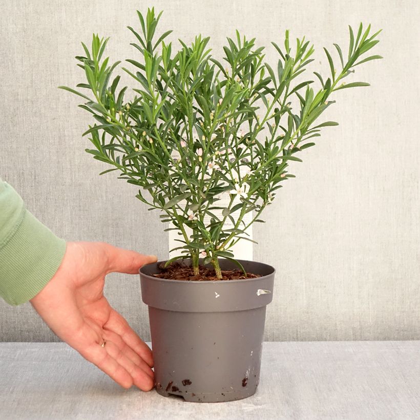 Spécimen de Eriostemon myoporoides Flower Girl Pink - Philotheca Pot de 1L/1,5L tel que livré en hiver