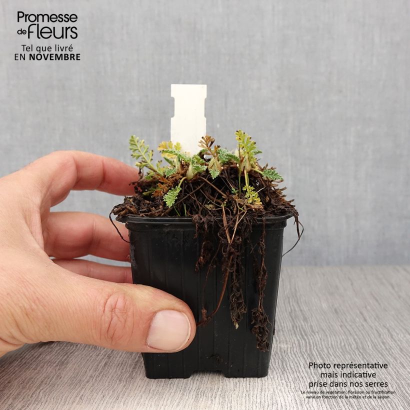 Spécimen de Erodium chrysanthum Godet de 8/9 cm tel que livré en automne