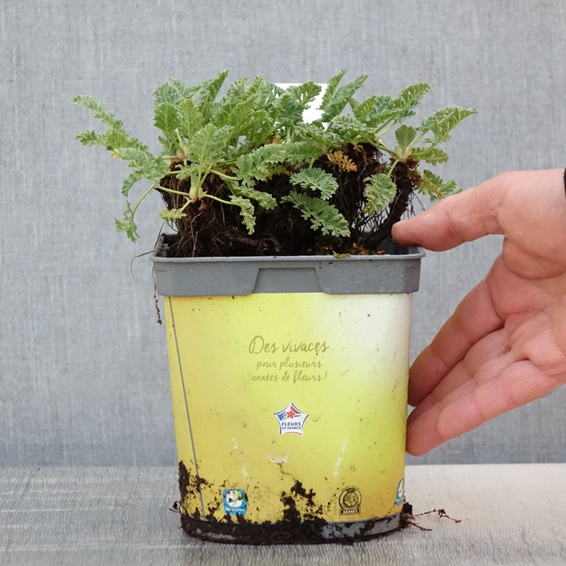 Spécimen de Erodium chrysanthum Pot de 2L/3L tel que livré au printemps