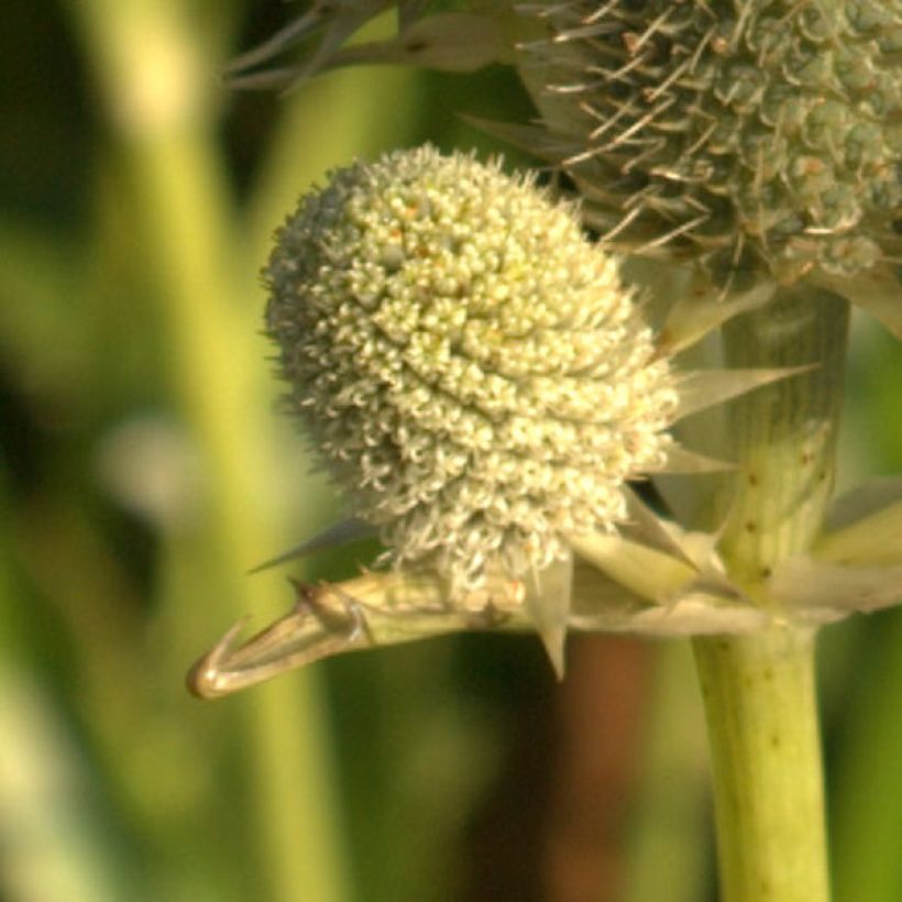 Eryngium agavifolium - Panicaut à feuilles d'Agave (Flowering)