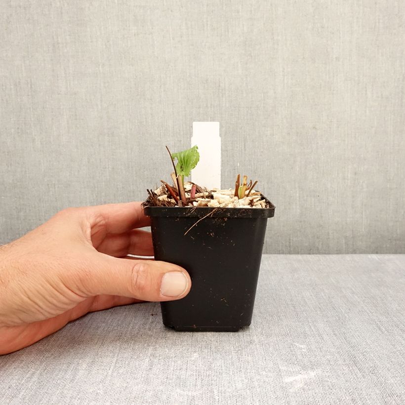Spécimen de Eryngium alpinum Blue Star - Panicaut Godet de 8/9 cm tel que livré en automne