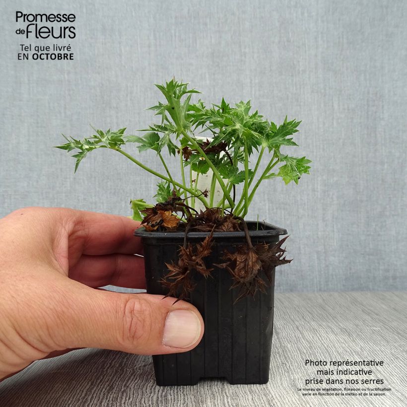 Spécimen de Eryngium Lapis Blue - Panicaut maritime Godet de 8/9 cm tel que livré en automne