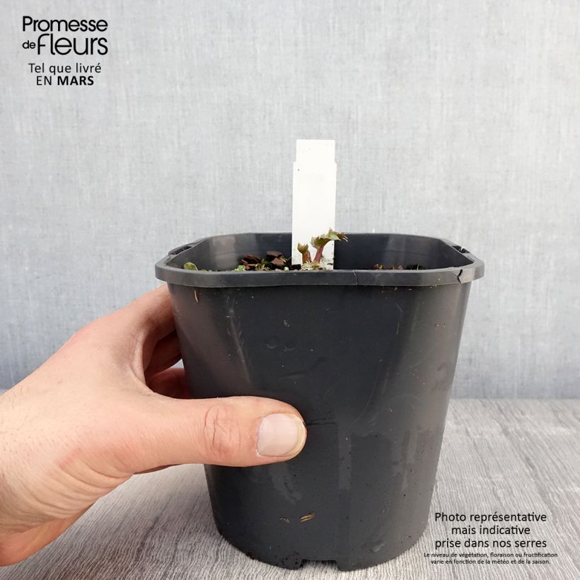 Spécimen de Eryngium maritimum - Panicaut maritime Pot de 2L/3L tel que livré au printemps