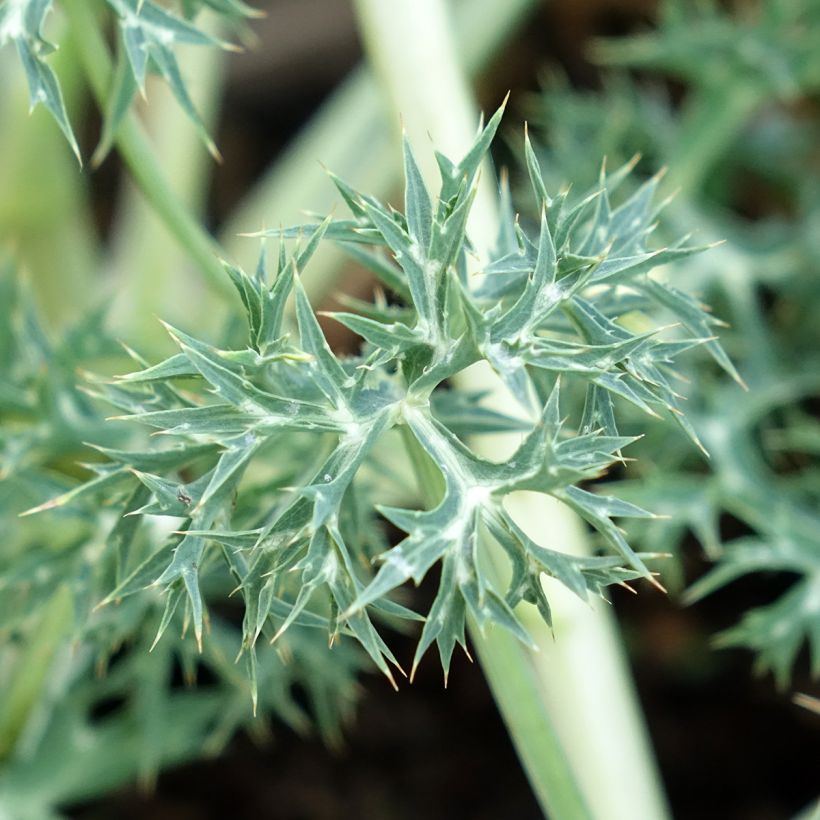 Eryngium Pico's Amethyst - Panicaut (Feuillage)