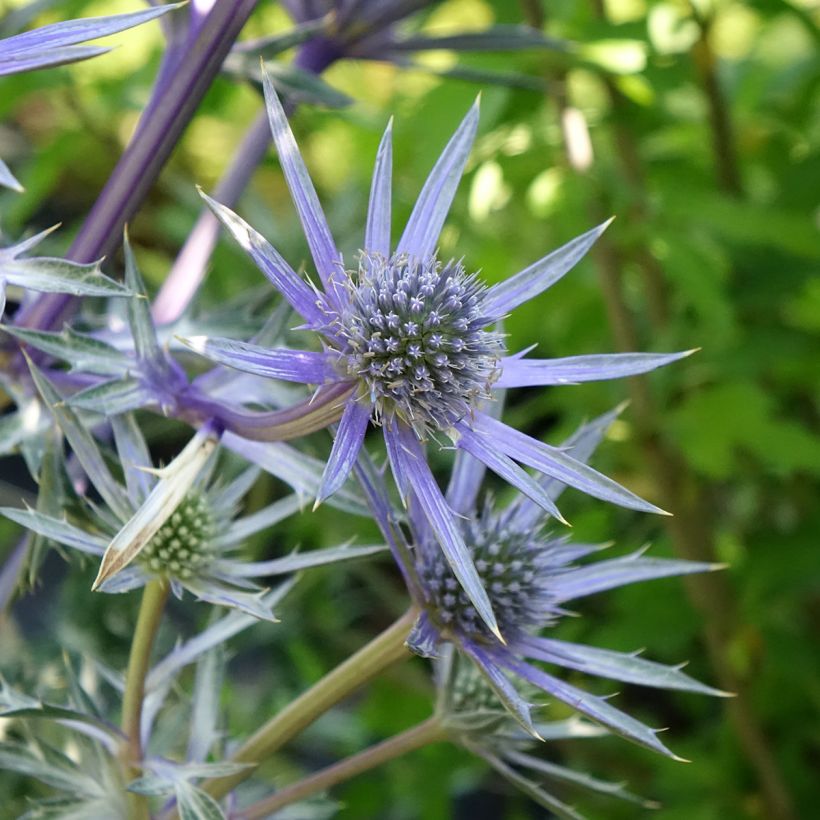 Eryngium Pico's Amethyst - Panicaut (Floraison)