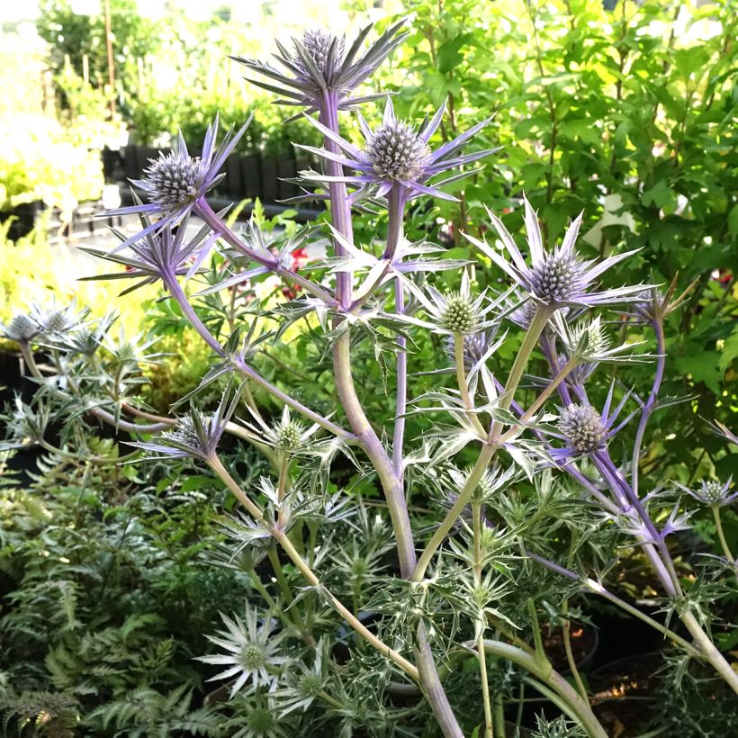 Eryngium Pico's Amethyst - Panicaut (Port)