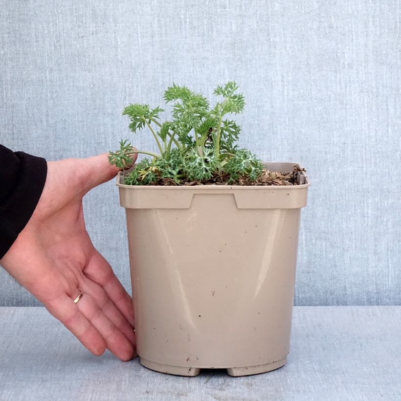 Spécimen de Eryngium Pico's Amethyst - Panicaut Pot de 3L/4L tel que livré au printemps