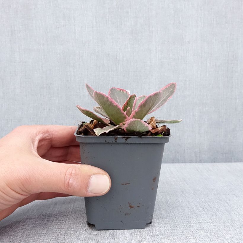 Spécimen de Eryngium planum Jade Frost - Panicaut à feuilles planes panachées Godet de 8/9 cm tel que livré au printemps