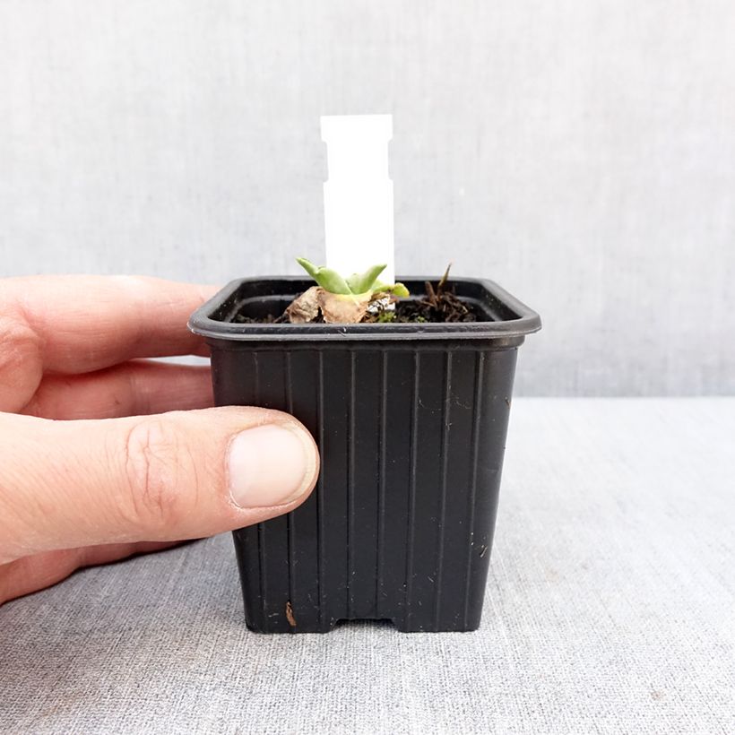 Example of Eryngium planum Magical White Lagoon - Panicaut Godet de 8/9 cm as you get in hiver