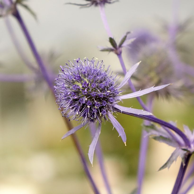 Eryngium planum - Panicaut (Flowering)
