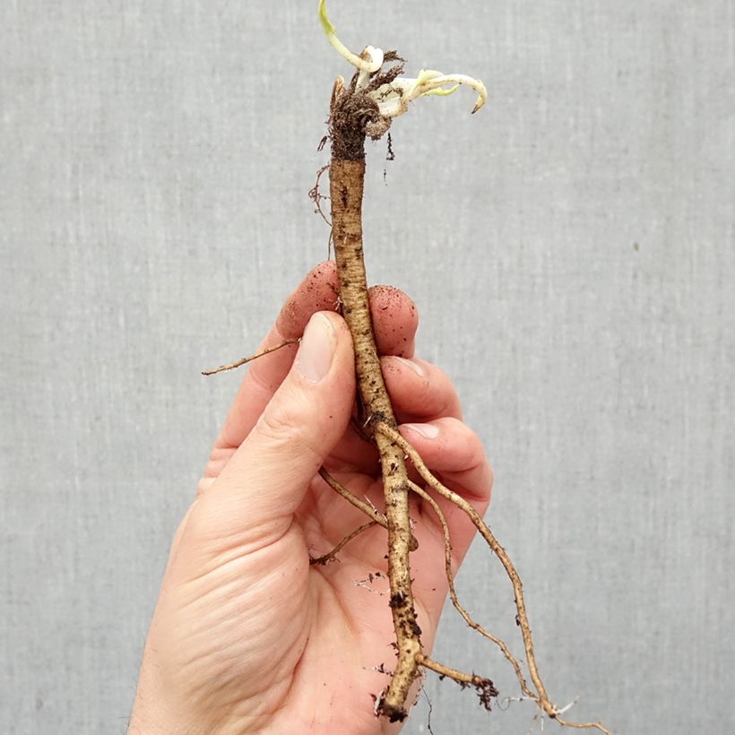 Spécimen de Eryngium planum - Panicaut Racines nues tel que livré en hiver