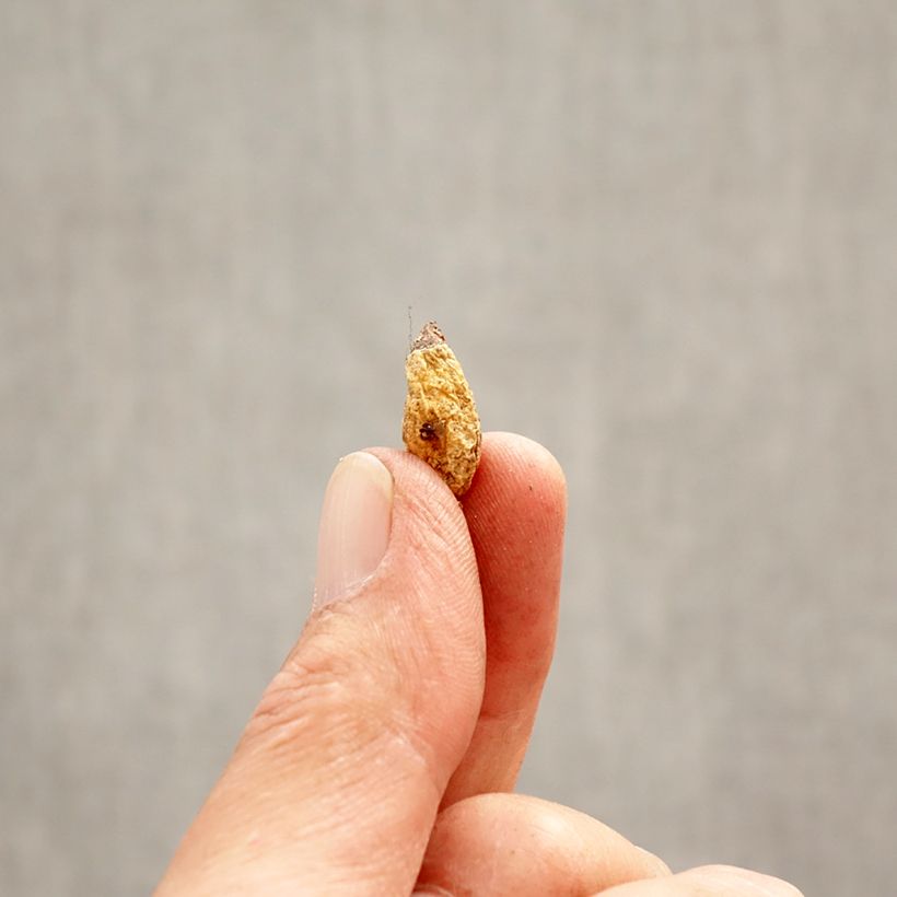 Example of Erythronium dens-canis Lilac Wonder Bulbe calibre I as you get in printemps