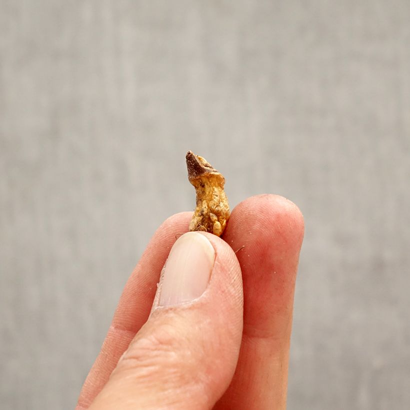 Spécimen de Erythronium dens-canis Rose Queen Bulbe calibre I tel que livré au printemps