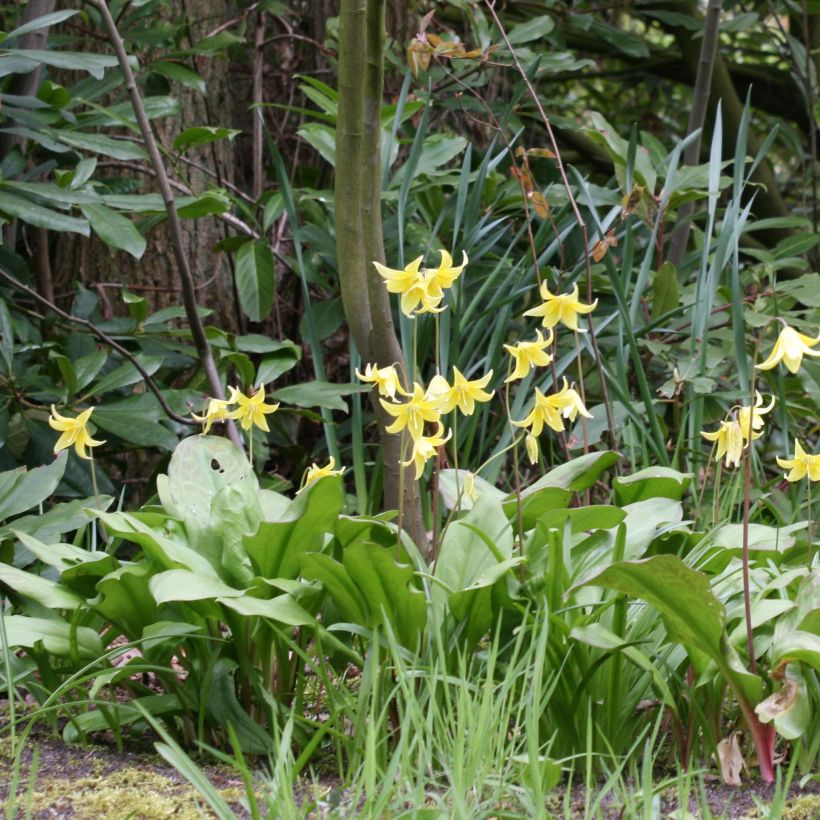 Erythronium Pagoda (Flowering)