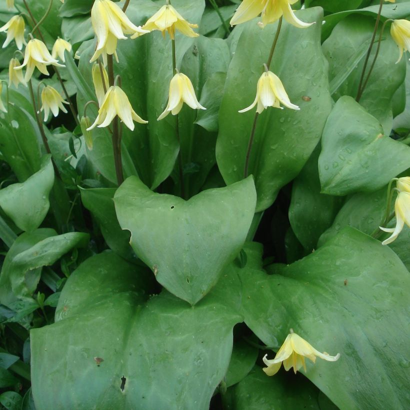 Erythronium Pagoda (Foliage)