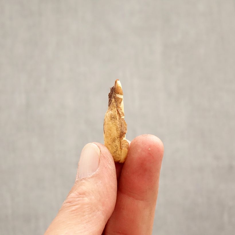 Example of Erythronium Pagoda Bulbe calibre I as you get in printemps