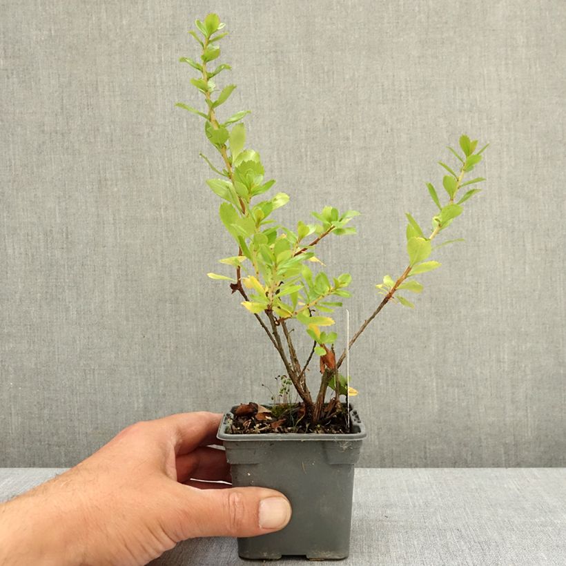Spécimen de Escallonia Apple Blossom Godet de 8/9 cm tel que livré au printemps