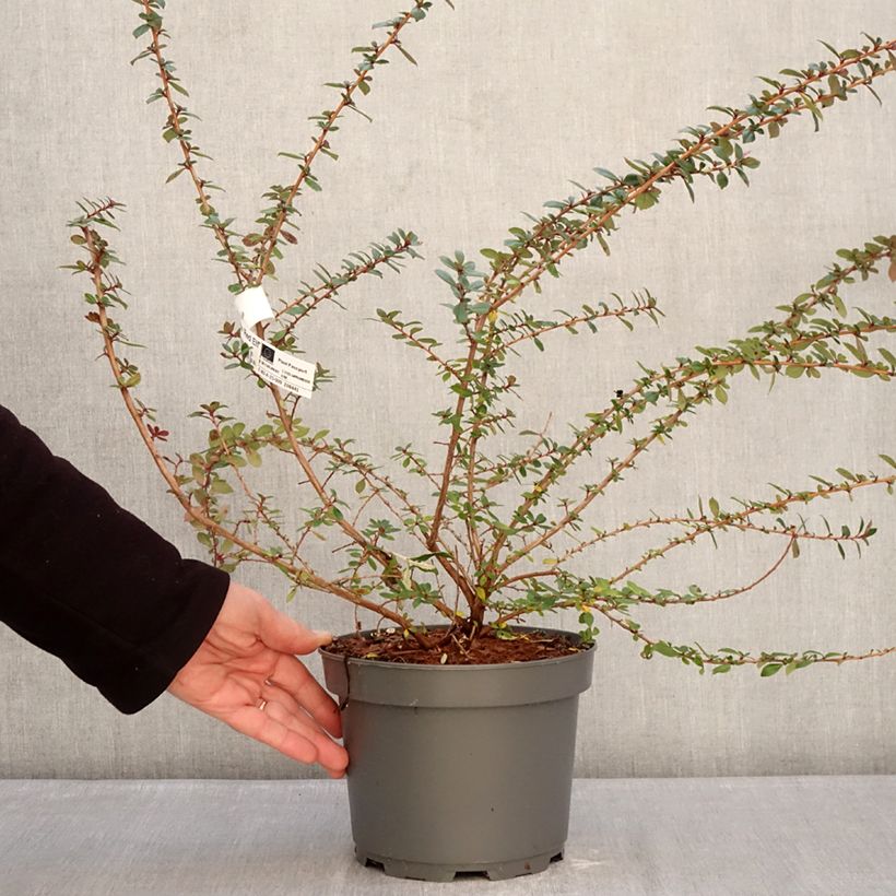 Spécimen de Escallonia Red Elf Pot de 3L/4L tel que livré en hiver