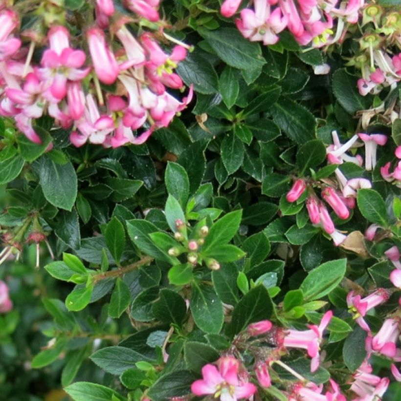 Escallonia hybride Show Stopper (Foliage)
