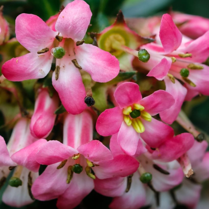 Escallonia hybride Show Stopper (Flowering)