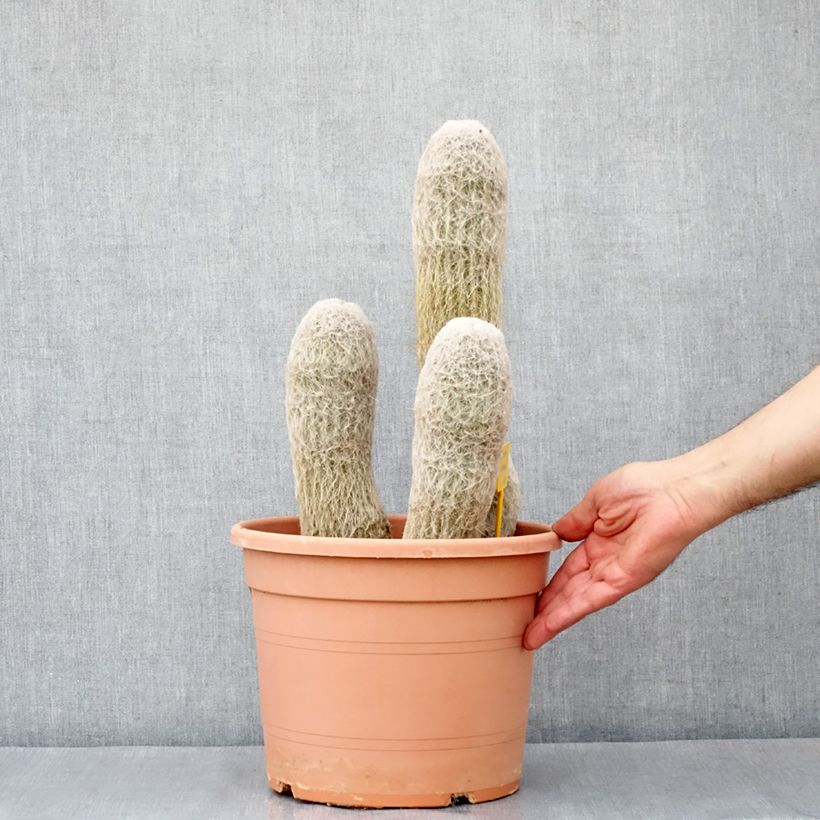 Spécimen de Espostoa churinensis - Cactus cierge Pot de 7,5L/10L tel que livré au printemps