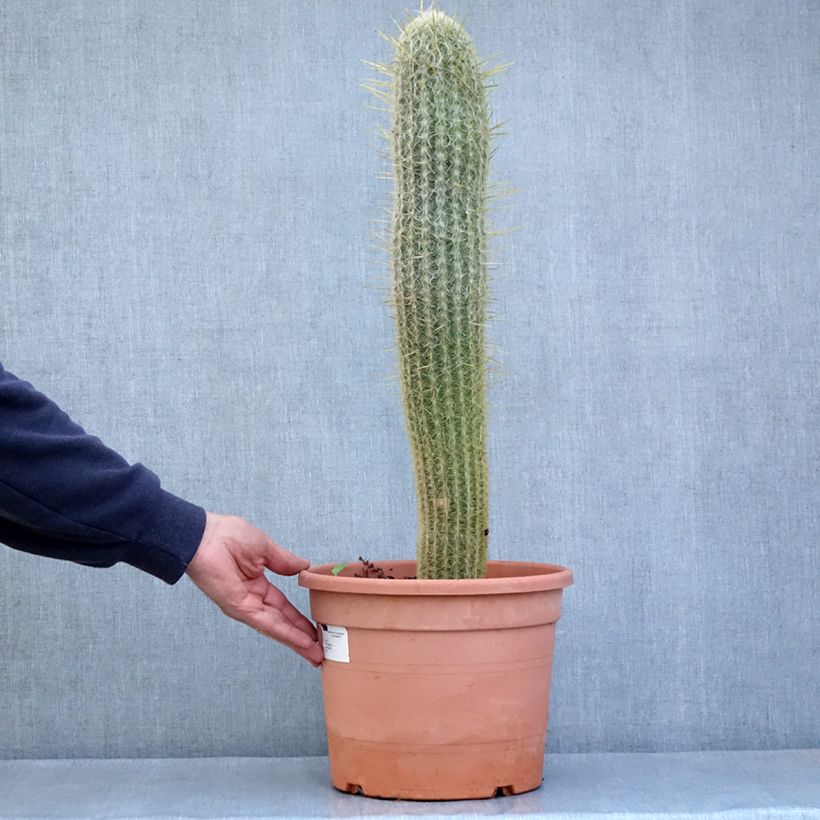 Spécimen de Espostoa lanata - Cactus cierge Pot de 7,5L/10L tel que livré au printemps