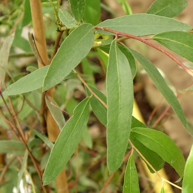 Eucalyptus aggregata - Gommier noir (Foliage)