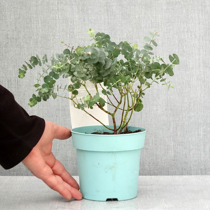 Spécimen de Eucalyptus Baby Blue - Gommier argenté Pot de 1L/1,5L tel que livré en hiver