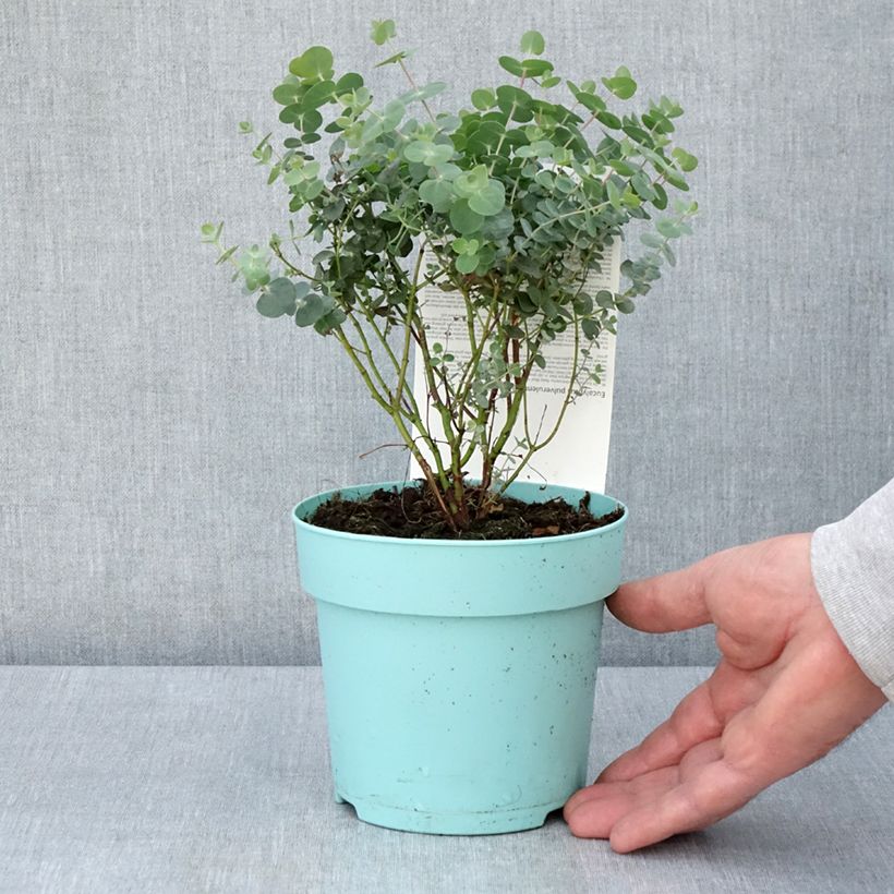 Example of Eucalyptus Baby Blue - Gommier argenté Pot de 1L/1,5L as you get in printemps