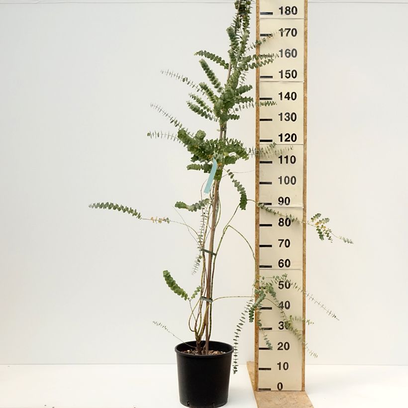 Example of Eucalyptus Baby Blue - Gommier argenté Pot de 7,5L/10L as you get in printemps