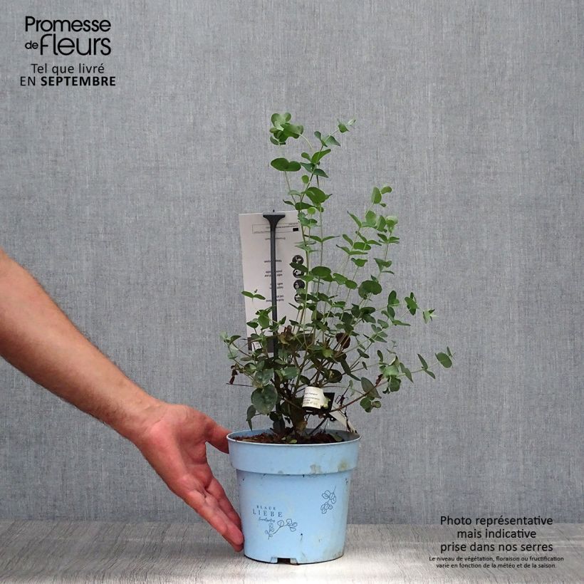 Spécimen de Eucalyptus Baby Blue - Gommier argenté Pot de 2L/3L tel que livré en automne