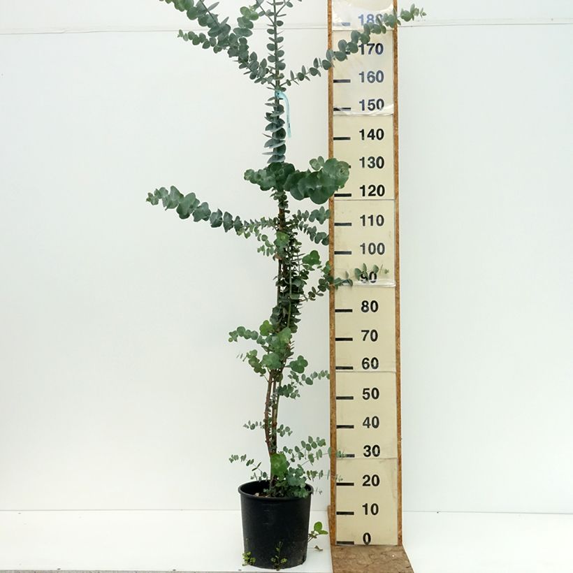 Spécimen de Eucalyptus Baby Blue - Gommier argenté Pot de 4L/5L tel que livré en été