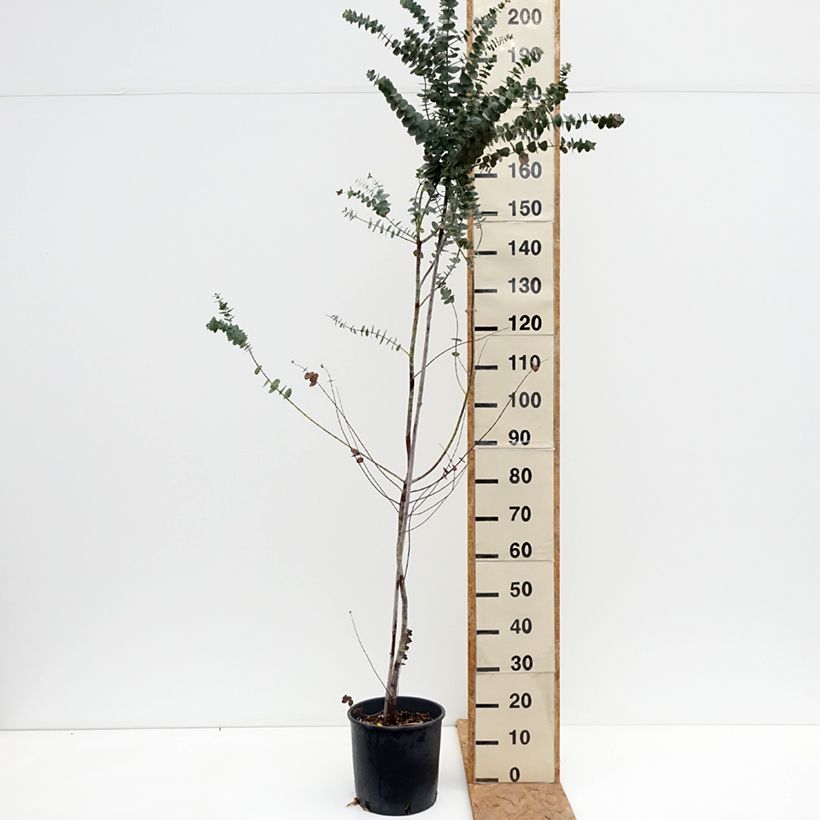 Spécimen de Eucalyptus Baby Blue - Gommier argenté Pot de 7,5L/10L tel que livré en automne
