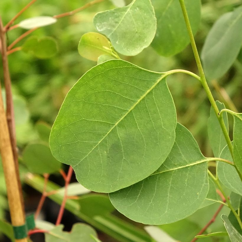 Eucalyptus camphora subsp camphora - Gommier des marais (Feuillage)