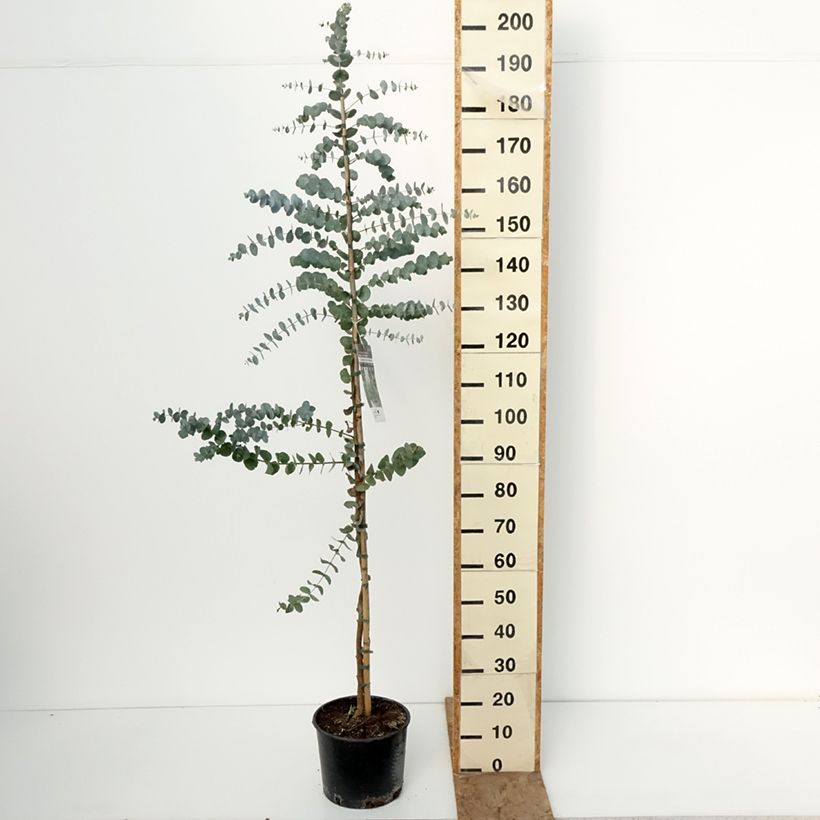 Spécimen de Eucalyptus cinerea Silver Dollar - Gommier cendré Pot de 7,5L/10L tel que livré en hiver
