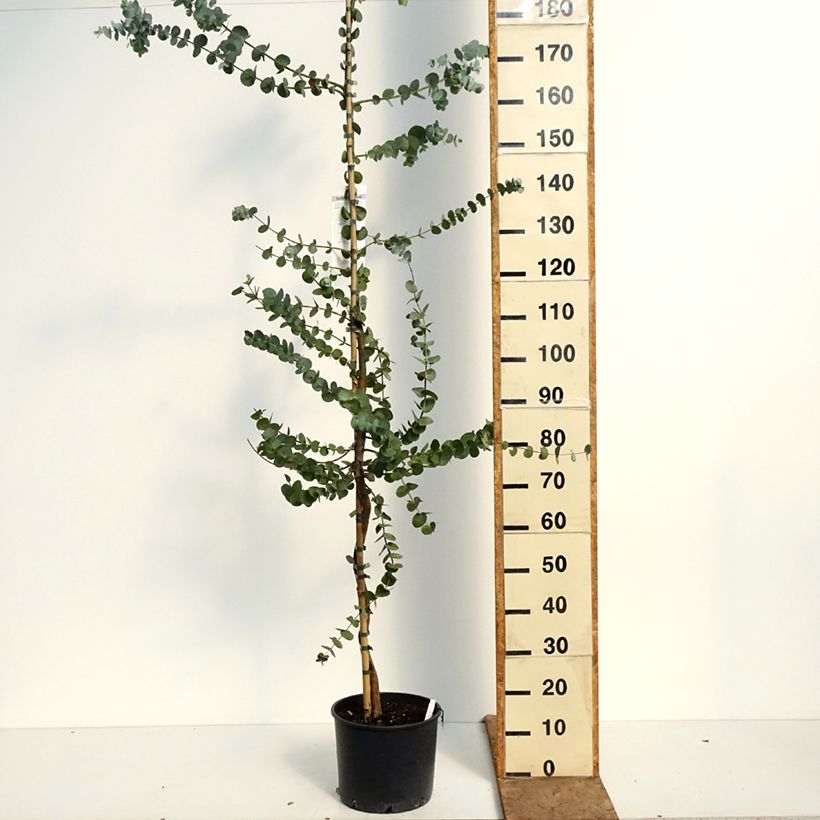 Spécimen de Eucalyptus cinerea Silver Dollar - Gommier cendré Pot de 7,5L/10L tel que livré au printemps