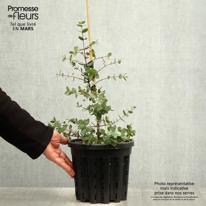 Spécimen de Eucalyptus coccifera - Gommier des neiges de Tasmanie Pot de 4L/5L, Pot anti-chignon tel que livré au printemps