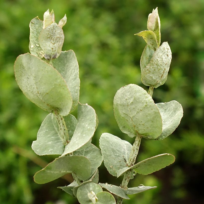 Eucalyptus cordata subsp quadrangulosa (Feuillage)