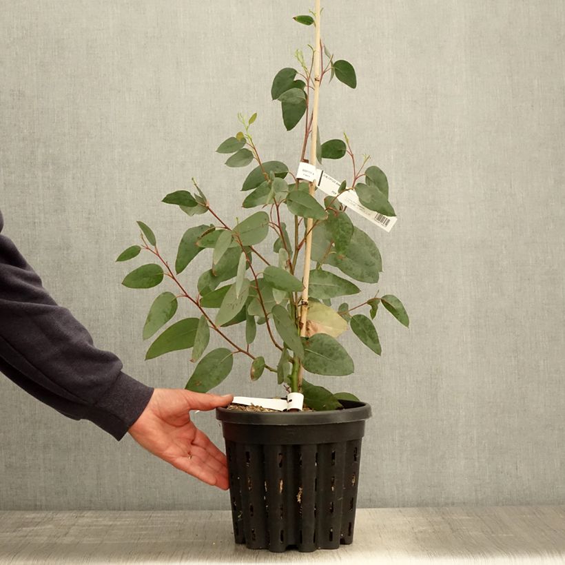 Spécimen de Eucalyptus delegatensis subsp. tasmaniensis  Pot de 4L/5L, Pot anti-chignon tel que livré au printemps