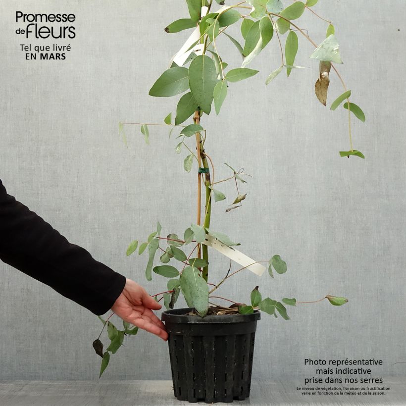 Example of Eucalyptus elliptica - Gommier blanc de Bendemeer Pot de 4L/5L, Pot anti-chignon as you get in printemps