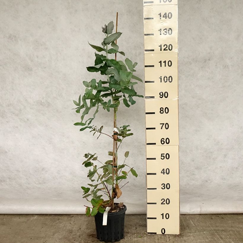 Spécimen de Eucalyptus globulus subsp bicostata - Gommier bleu du Sud Pot de 4L/5L, Pot anti-chignon tel que livré au printemps