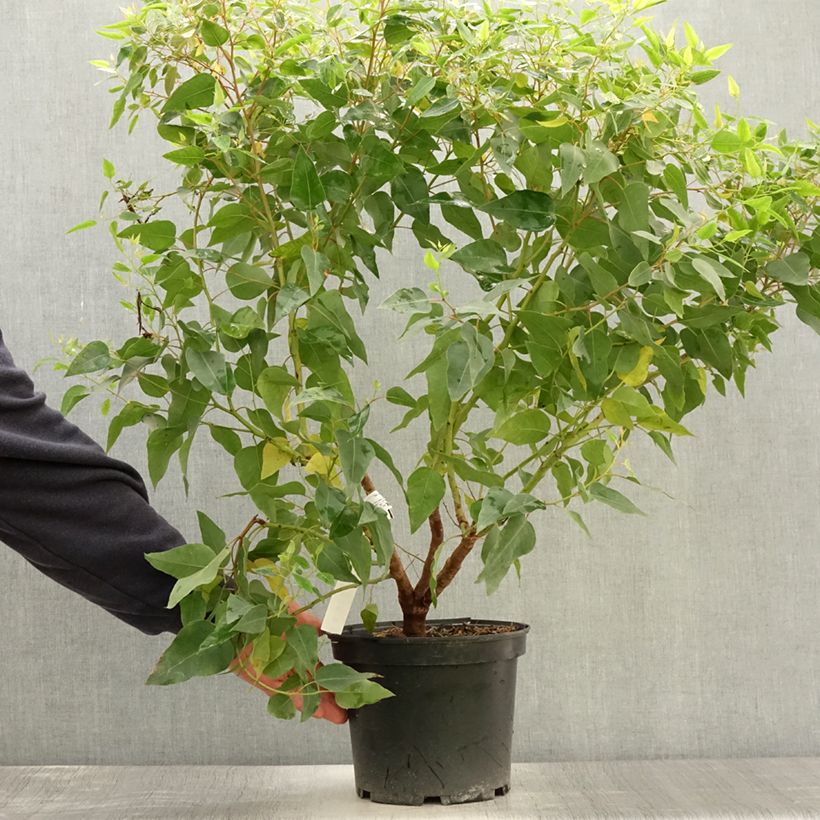 Spécimen de Eucalyptus gomphocephala Kaduri - Eucalyptus hybride nain Pot de 6L/7L tel que livré en été