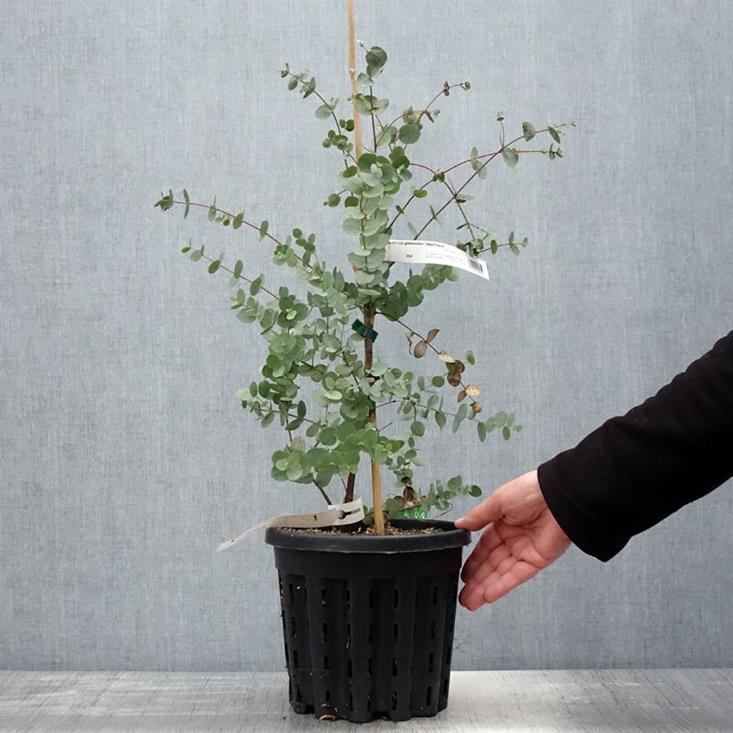 Spécimen de Eucalyptus goniocalyx Dwarf form - Eucalyptus goniocalyx forme naine Pot de 4L/5L, Pot anti-chignon tel que livré au printemps