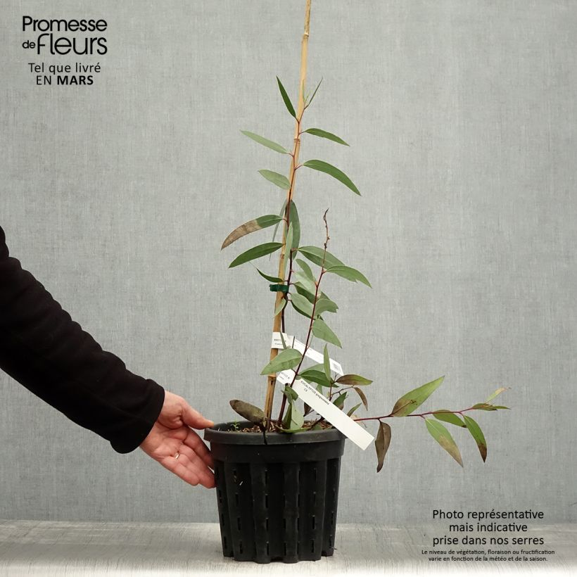Spécimen de Eucalyptus gregsoniana ou pauciflora var. nana - Gommier des neiges Pot de 3L/4L tel que livré au printemps