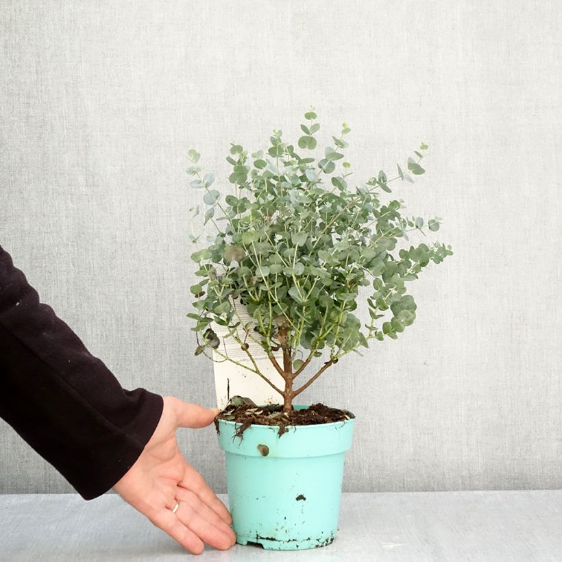 Spécimen de Eucalyptus gunnii Azura - Gommier cidre Pot de 1,5L/2L tel que livré en automne