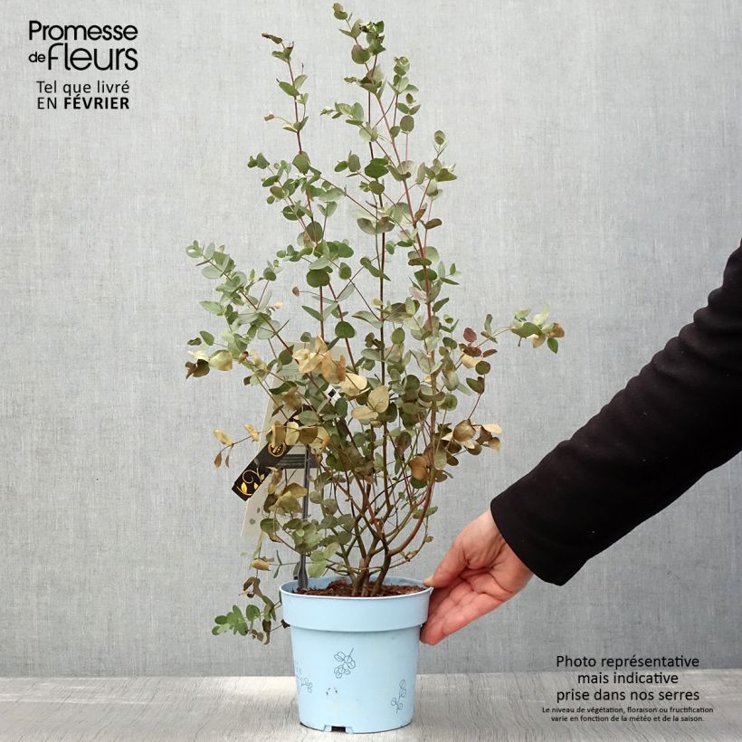 Spécimen de Eucalyptus gunnii Blaue Liebe - Gommier cidre Pot de 2L/3L tel que livré en hiver