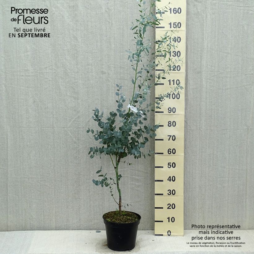 Spécimen de Eucalyptus gunnii Silverana - Gommier cidre Pot de 4L/5L tel que livré en automne