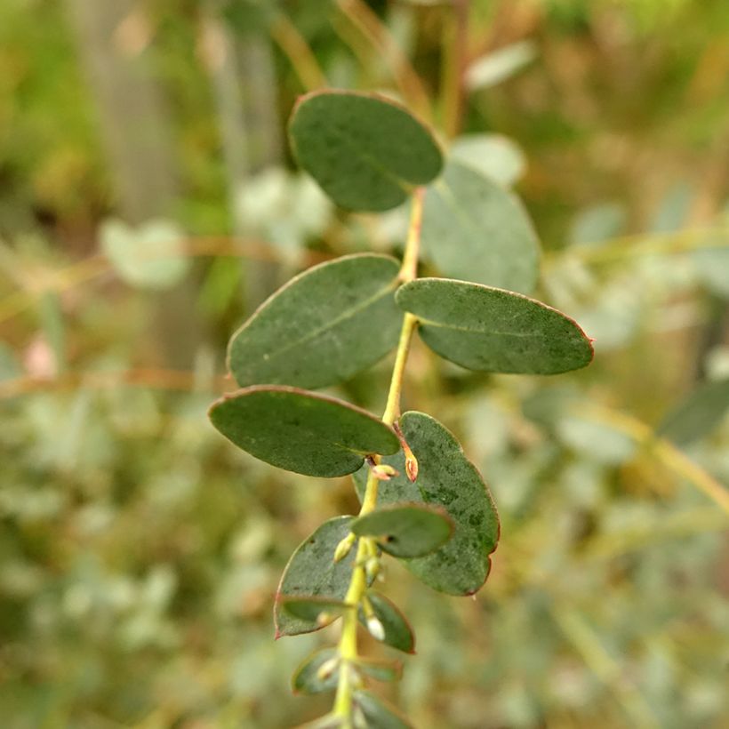 Eucalyptus gunnii Silverana - Gommier cidre (Foliage)