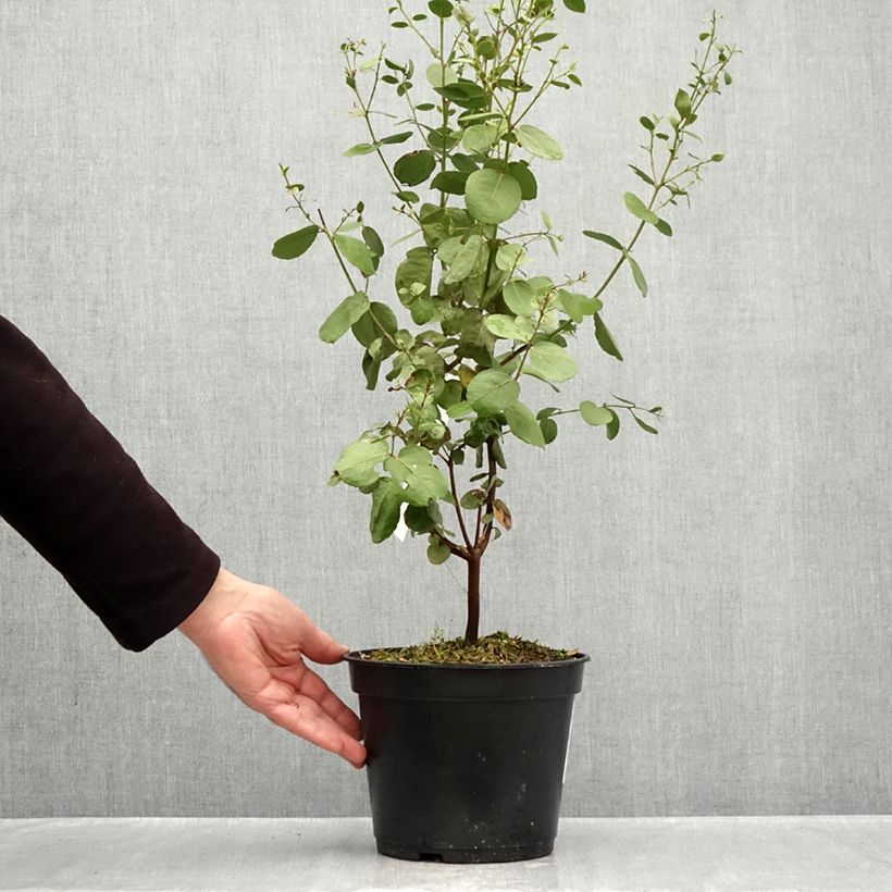 Spécimen de Eucalyptus johnstonii - Gommier jaune de Tasmanie Pot de 4L/5L, Pot anti-chignon tel que livré en automne