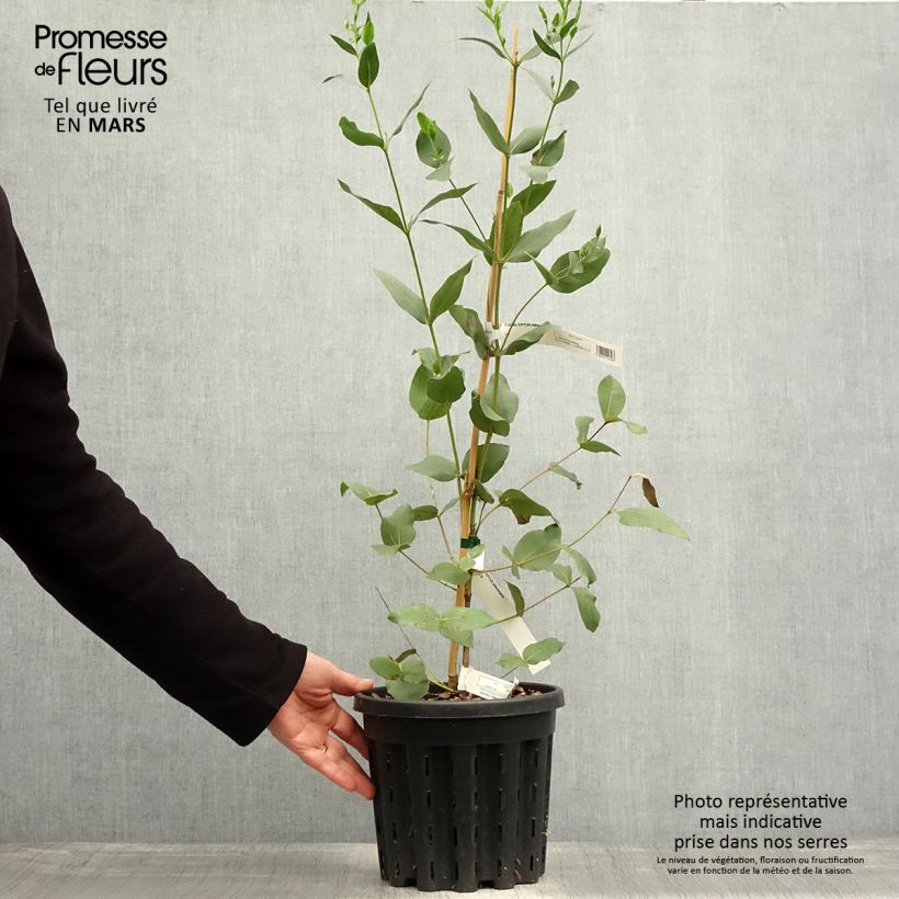 Spécimen de Eucalyptus kitsoniana - Gommier du Gippsland  Pot de 4L/5L, Pot anti-chignon tel que livré au printemps